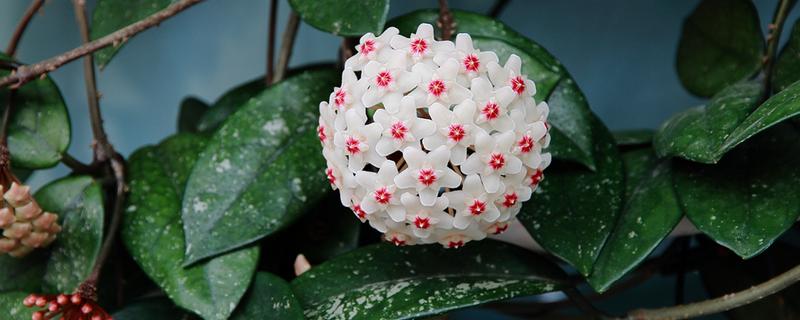 球兰花有没有毒，球兰花没有毒