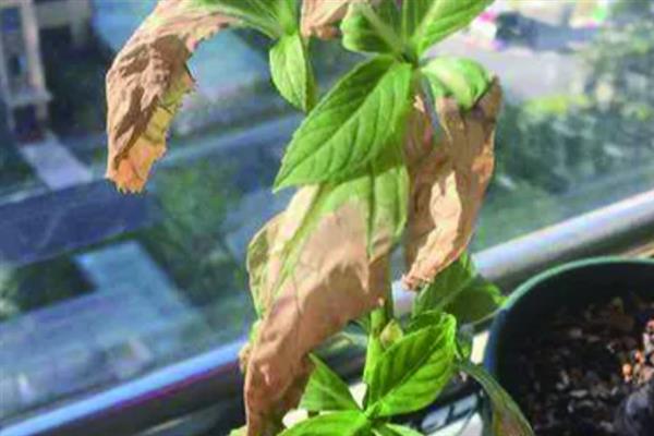 绣球花叶子干枯发白的原因，大多是光照不适、施肥不当等因素造成