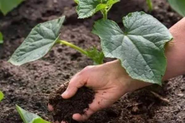 黄瓜苗的种植方法，株高达到20-25厘米时要插架