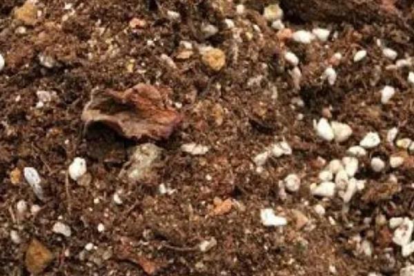 黄瓜苗的种植方法，株高达到20-25厘米时要插架