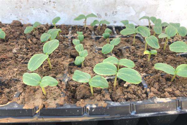 黄瓜苗的种植方法，株高达到20-25厘米时要插架