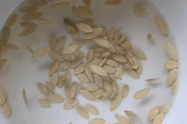 黄瓜苗的种植方法，株高达到20-25厘米时要插架