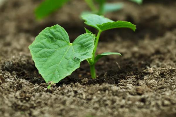 黄瓜苗的种植方法，株高达到20-25厘米时要插架