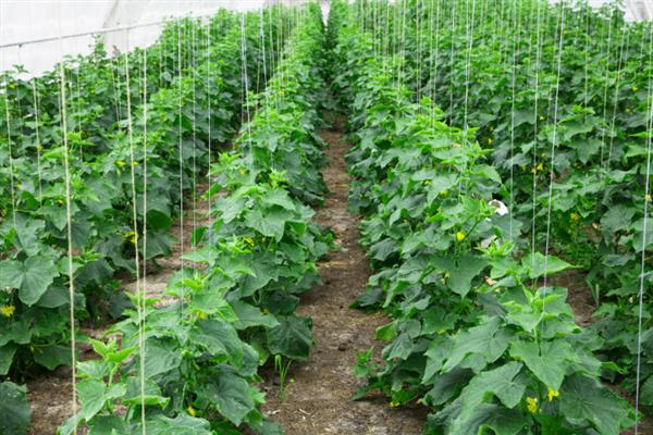 黄瓜苗的种植方法，株高达到20-25厘米时要插架