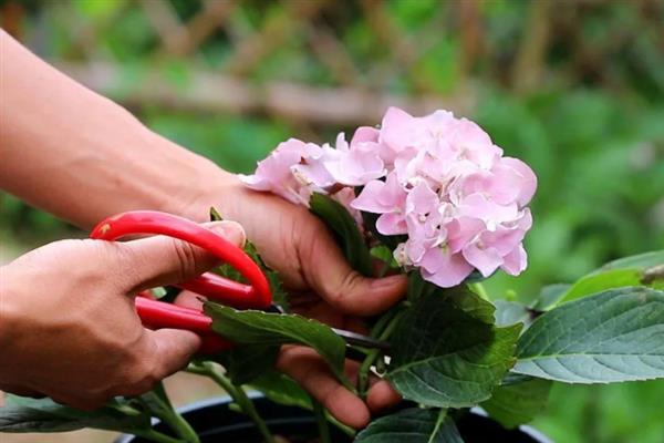 绣球花叶子干枯发白的原因，大多是光照不适、施肥不当等因素造成