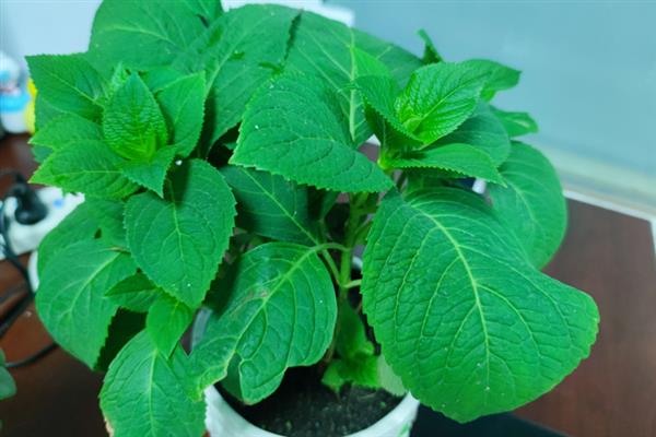 绣球花叶子干枯发白的原因，大多是光照不适、施肥不当等因素造成