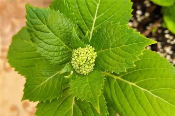 绣球花叶子干枯发白的原因，大多是光照不适、施肥不当等因素造成