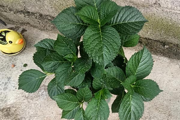 绣球花叶子干枯发白的原因，大多是光照不适、施肥不当等因素造成