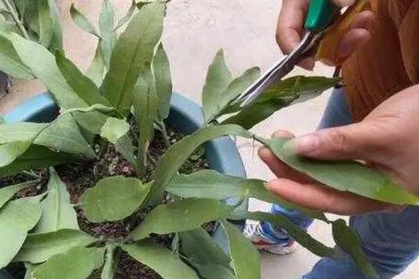 昙花谢了如何处理，要及时将残花清理干净