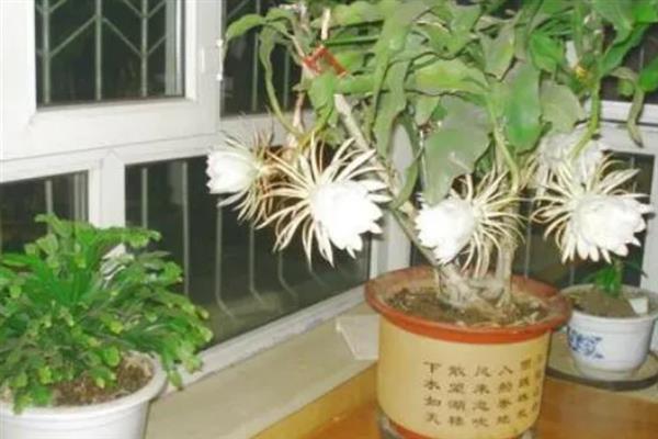 昙花谢了如何处理，要及时将残花清理干净