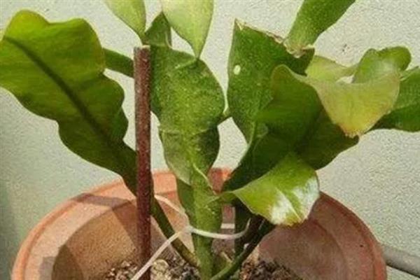 昙花谢了如何处理，要及时将残花清理干净