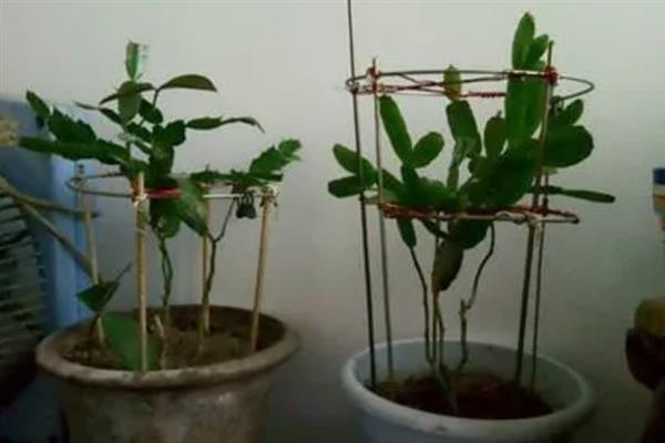 昙花谢了如何处理，要及时将残花清理干净