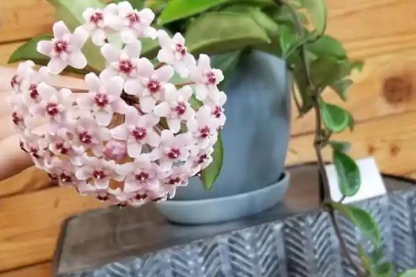 球兰花有没有毒，球兰花没有毒