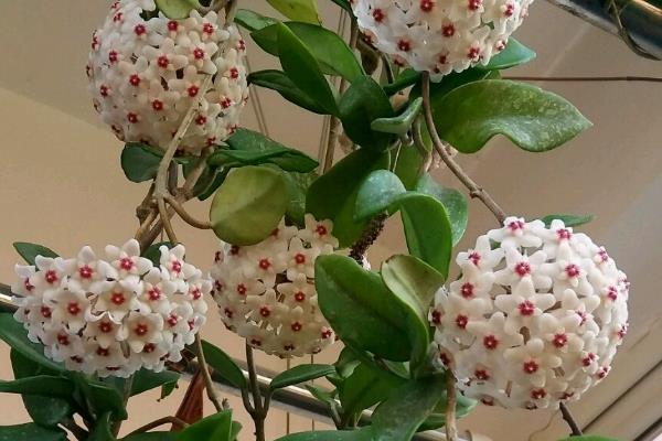 球兰花有没有毒，球兰花没有毒