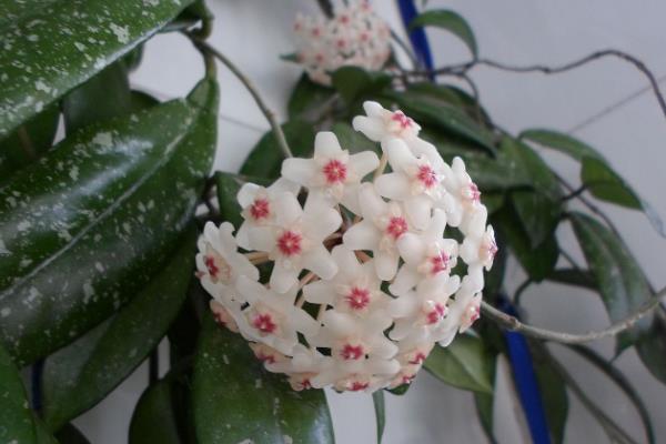 球兰花有没有毒，球兰花没有毒