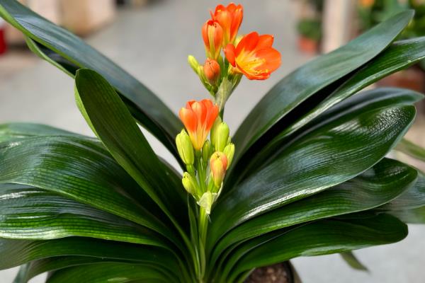 让君子兰开花的方法，生长期每隔10天追施一次花肥