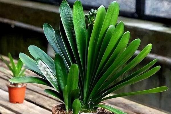 让君子兰开花的方法，生长期每隔10天追施一次花肥