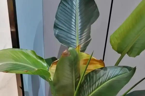 为什么天堂鸟新叶发黄，可能是强光暴晒的缘故
