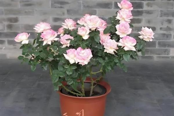 月季的施肥时间，在4-6月份追肥可促进生长