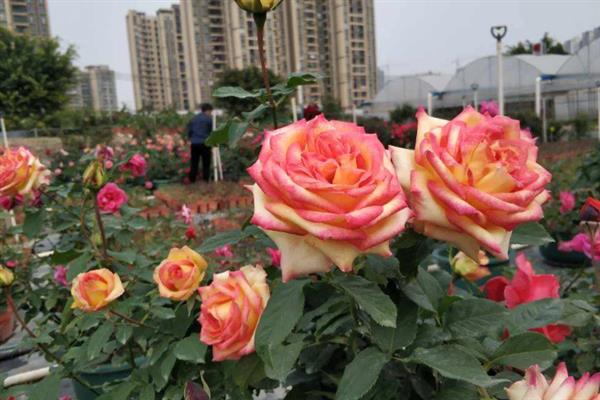 月季的施肥时间，在4-6月份追肥可促进生长