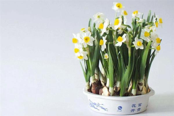 土培的水仙花每年都开花吗，每年都能开花的