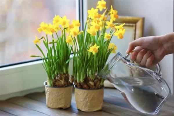 土培的水仙花每年都开花吗，每年都能开花的