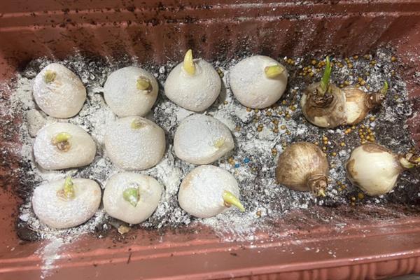 土培的水仙花每年都开花吗，每年都能开花的