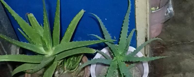 没根的芦荟能不能直接栽，如果茎叶健壮能直接上盆种