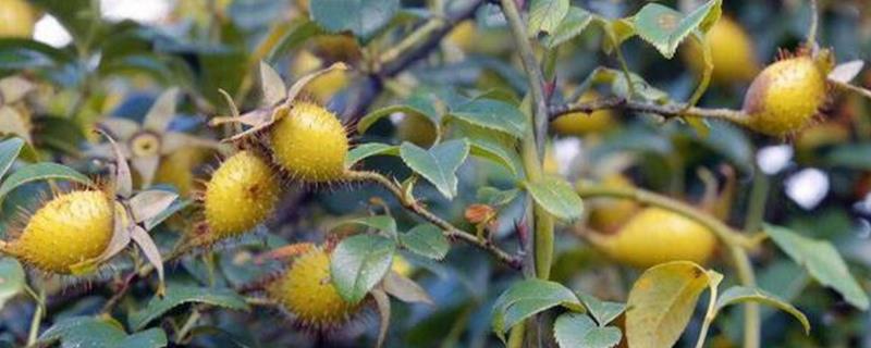金樱子的开花时间，集中在4-6月份