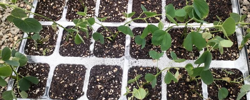 紫荆花怎么育苗，以扦插、播种为主