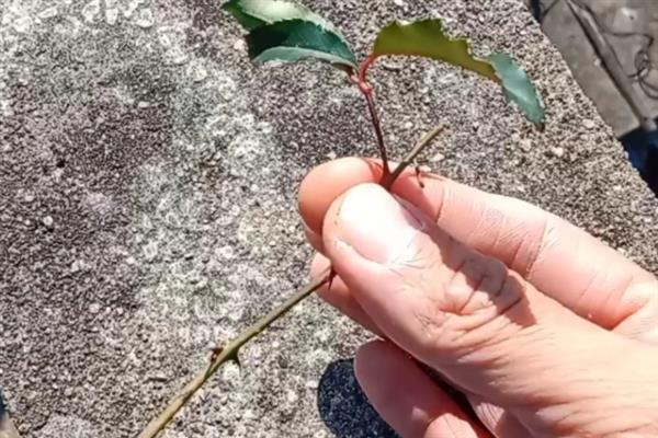 金樱子的开花时间，集中在4-6月份