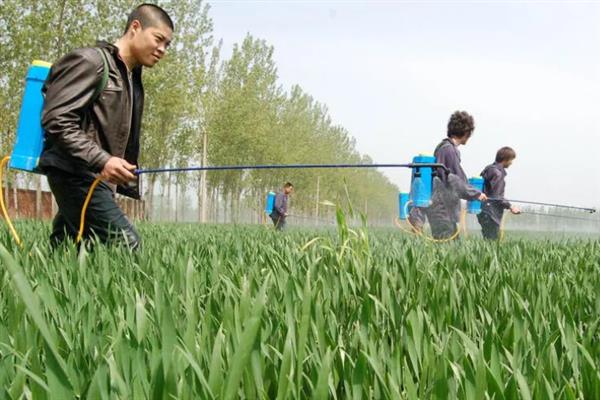 小麦的种植方式，浸种消毒后再播种