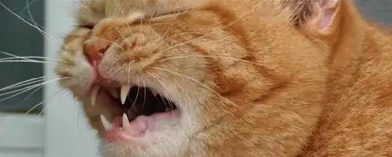 猫咪连续打喷嚏的原因，可能是生病感冒、过敏所致等