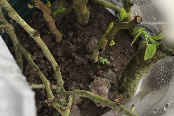 紫荆花怎么育苗，以扦插、播种为主