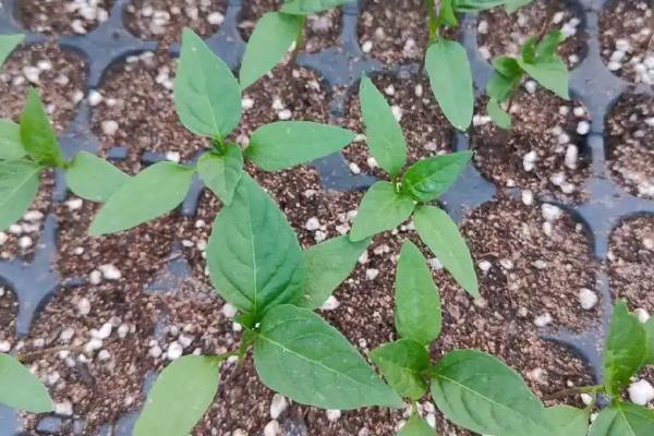 紫荆花怎么育苗，以扦插、播种为主