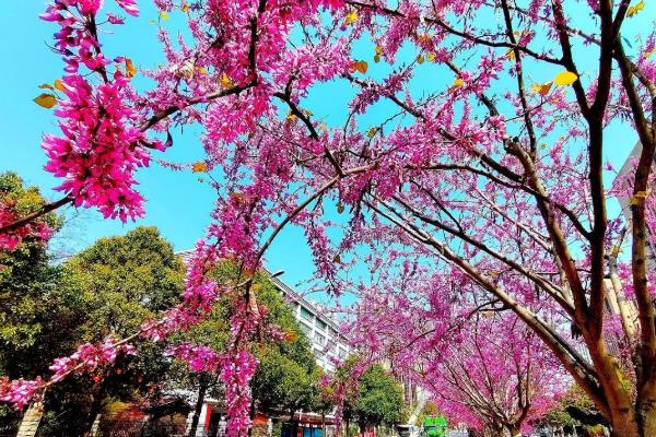 紫荆花怎么育苗，以扦插、播种为主