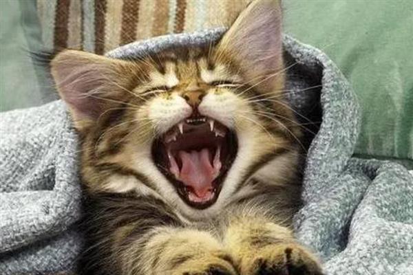 猫咪连续打喷嚏的原因，可能是生病感冒、过敏所致等