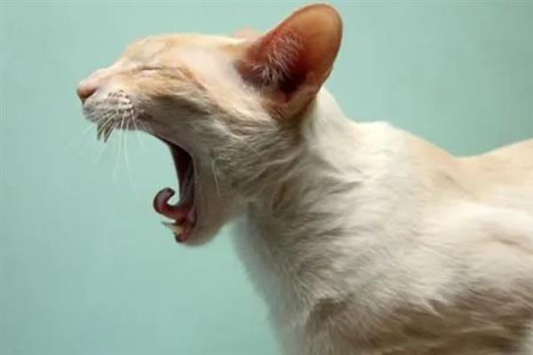 猫咪连续打喷嚏的原因，可能是生病感冒、过敏所致等