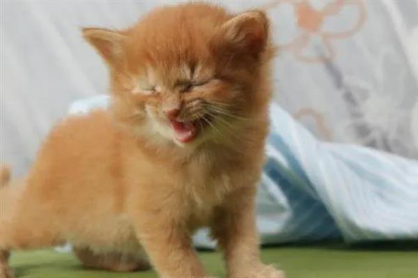 猫咪连续打喷嚏的原因，可能是生病感冒、过敏所致等