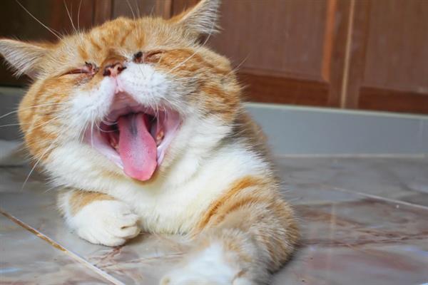 猫咪连续打喷嚏的原因，可能是生病感冒、过敏所致等