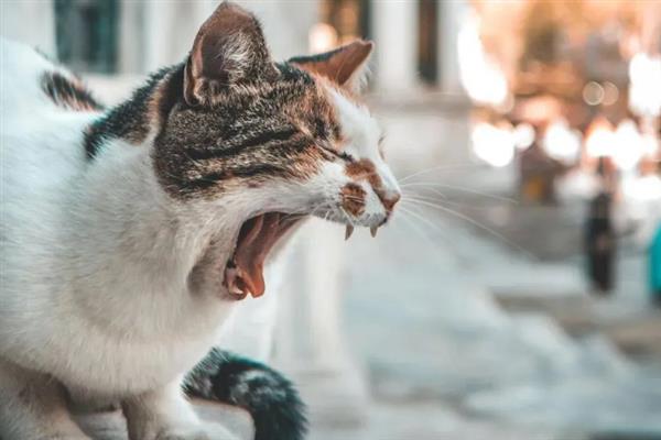 猫咪连续打喷嚏的原因，可能是生病感冒、过敏所致等