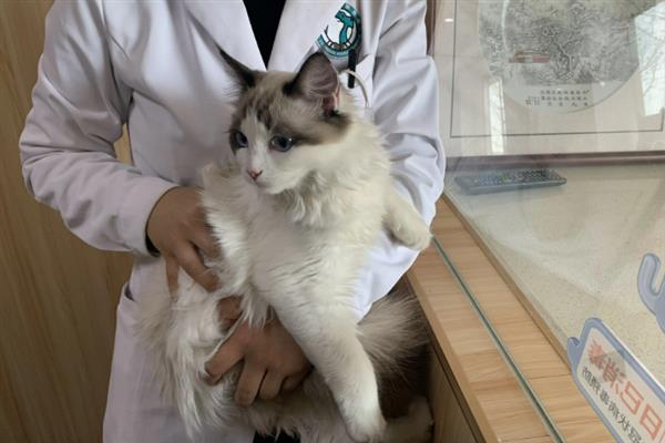 猫咪连续打喷嚏的原因，可能是生病感冒、过敏所致等