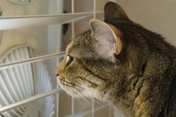 猫咪连续打喷嚏的原因，可能是生病感冒、过敏所致等