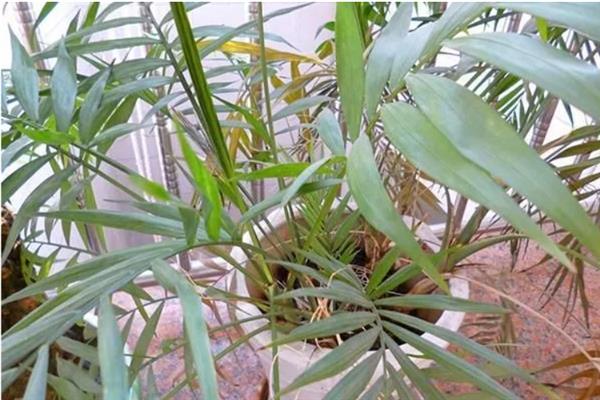 凤尾竹的繁殖方法，以分株、扦插、播种为主