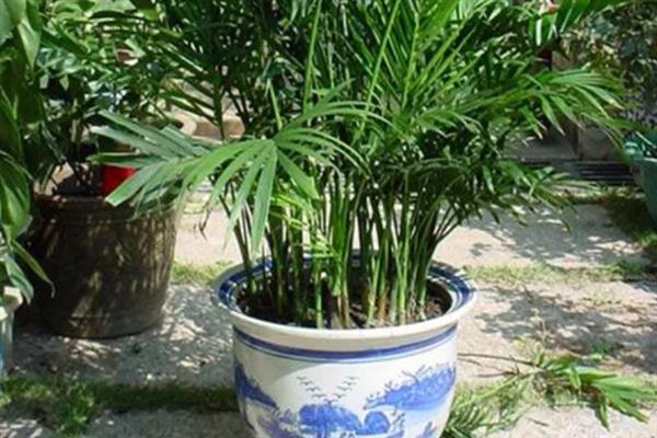 凤尾竹的繁殖方法，以分株、扦插、播种为主