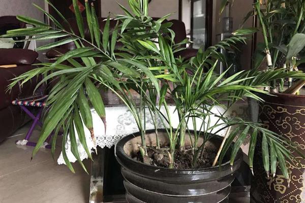 凤尾竹的繁殖方法，以分株、扦插、播种为主