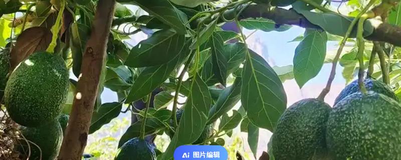 牛油果的产地在哪里，原产于墨西哥和中美洲