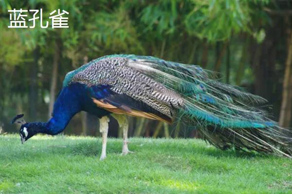 孔雀的外观，雄鸟长有非常华丽的尾屏