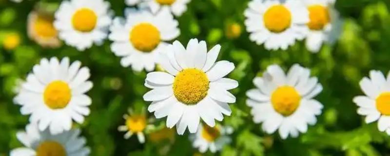 小雏菊和洋甘菊是不是同一个品种，花朵、外观、习性等方面均有区别