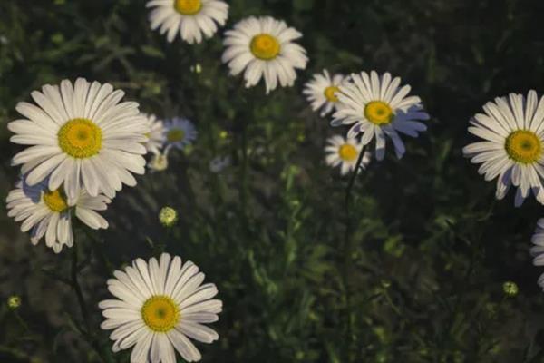 小雏菊和洋甘菊是不是同一个品种，花朵、外观、习性等方面均有区别